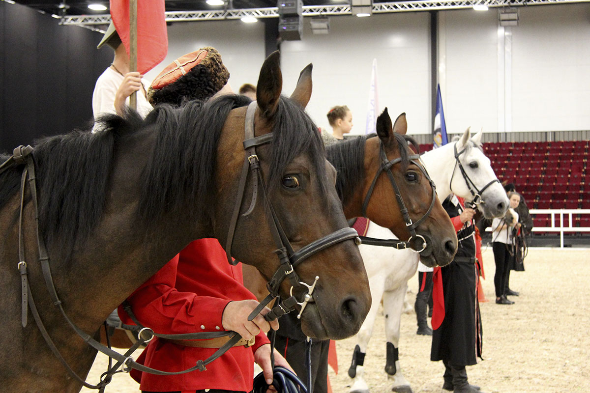Лучшие речи кони. Выставка коней. Выставка лошадок. Ярмарка лошадей. Выставка лошадей в Москве.
